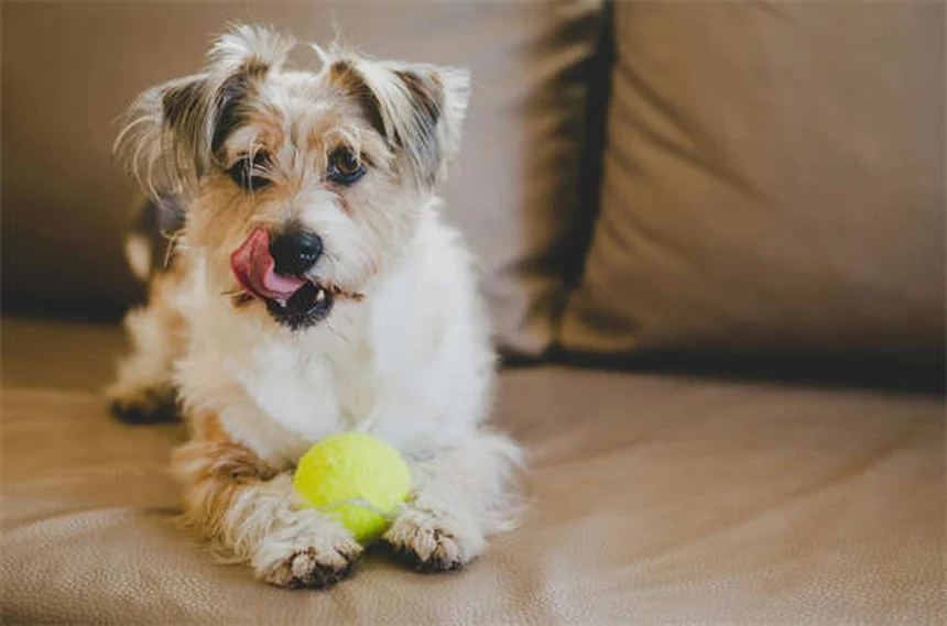 犬の唾液アレルギーの症状と今すぐできる5つの対策