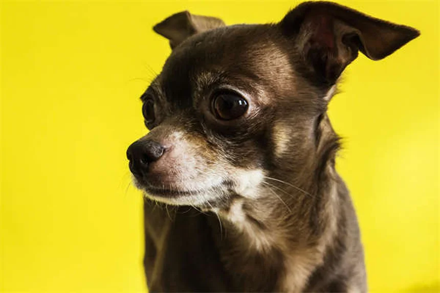 犬の唾液の真実とは？知らないと怖いアレルギーや感染リスクを徹底解説