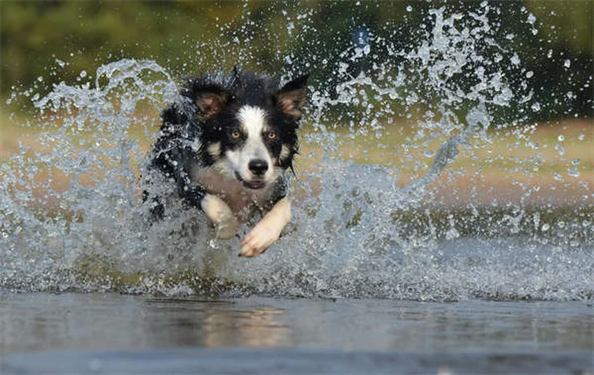 犬の唾液の真実とは？知らないと怖いアレルギーや感染リスクを徹底解説