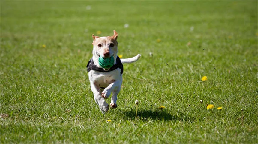 犬の凍傷は危険信号！症状・原因・治療法を獣医師が解説