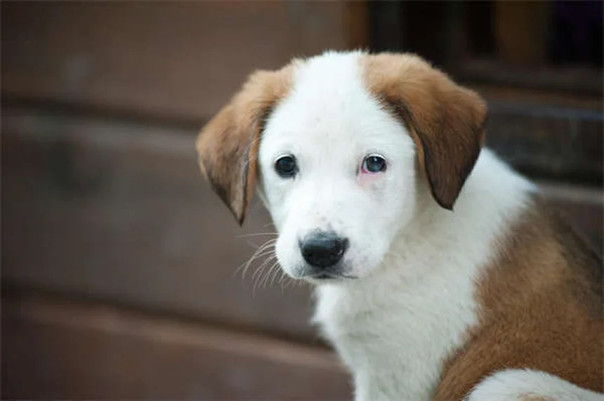 【完全版】犬のワクチン完全ガイド！スケジュール・費用・副作用を徹底解説