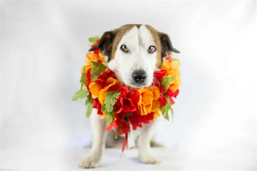 犬の医療大麻、知っておくべき現状とリスクまとめ