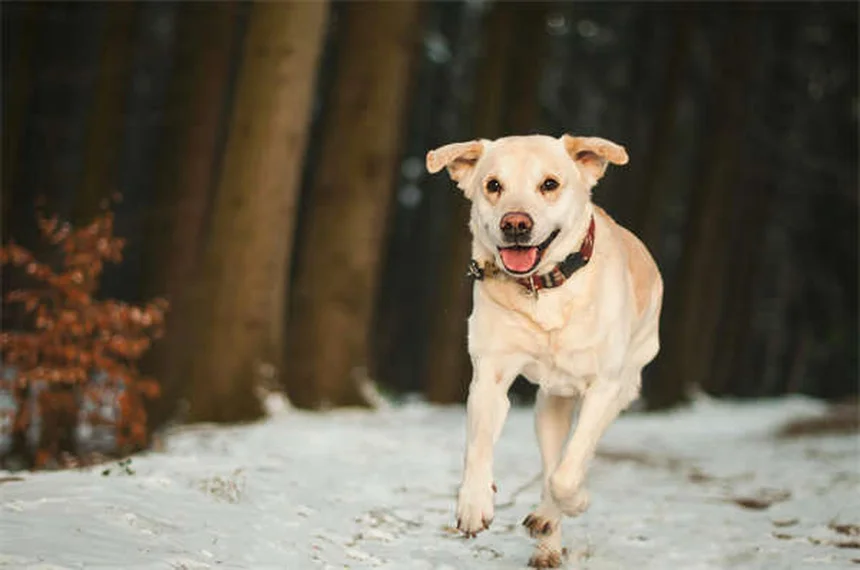 新生子犬の12の驚きの事実｜知っておきたい成長と健康のポイント