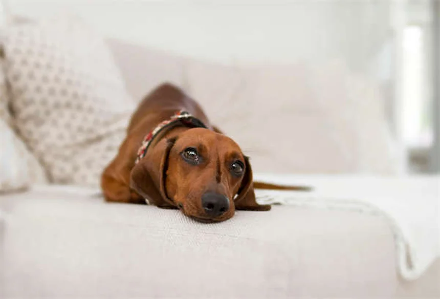 新生子犬の12の驚きの事実｜知っておきたい成長と健康のポイント