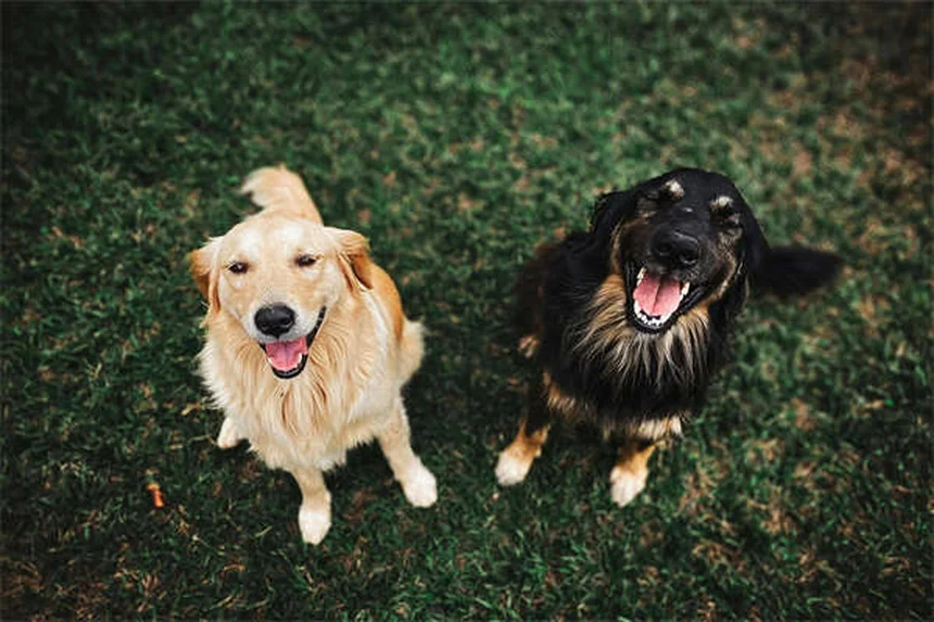 小型犬ベスト5！特徴と飼い方のコツを徹底解説