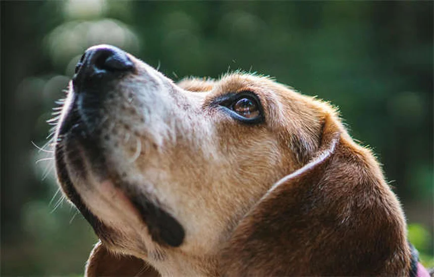 子犬の初夜を乗り切る！クレートとルーティンの秘訣