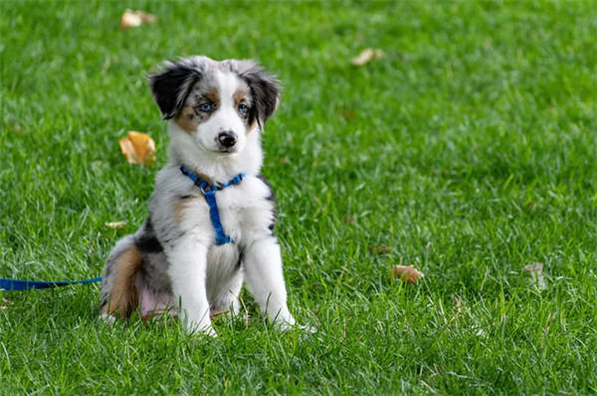 犬の胸水の症状と原因をきれいな日本語で完全解説
