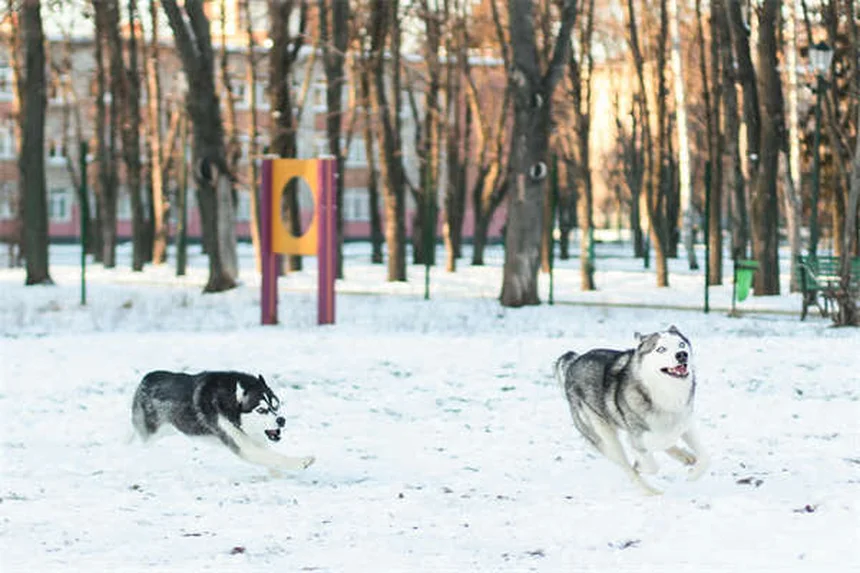 犬の胸水の症状と原因をきれいな日本語で完全解説