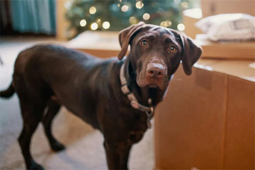 【獣医師監修】犬の線維肉腫って治るの？症状・治療・生存期間を解説