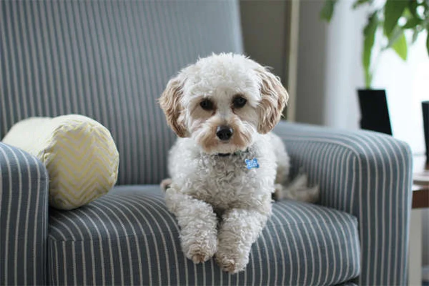 犬の咳の原因と対処法【獣医師監修】すぐにできるケア
