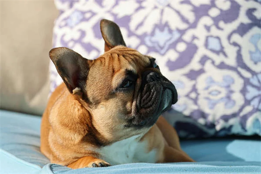 犬の年齢、計算方法間違ってない？正しい寿命とケア