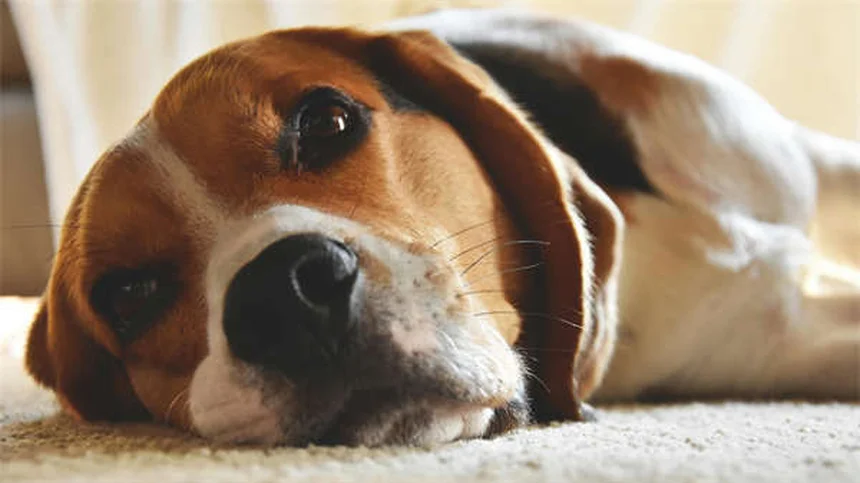 犬のフライングディスク 初心者向けトレーニング方法と注意点