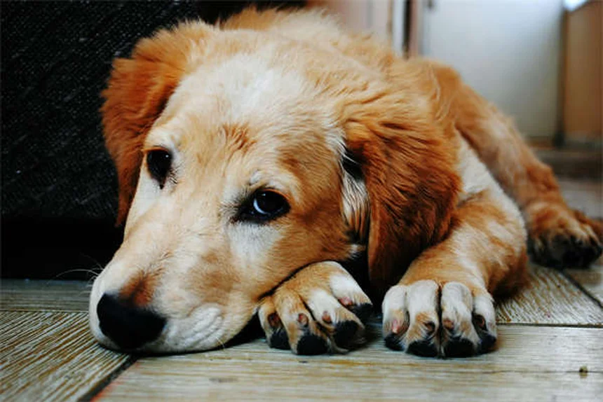 犬のフライングディスク 初心者向けトレーニング方法と注意点
