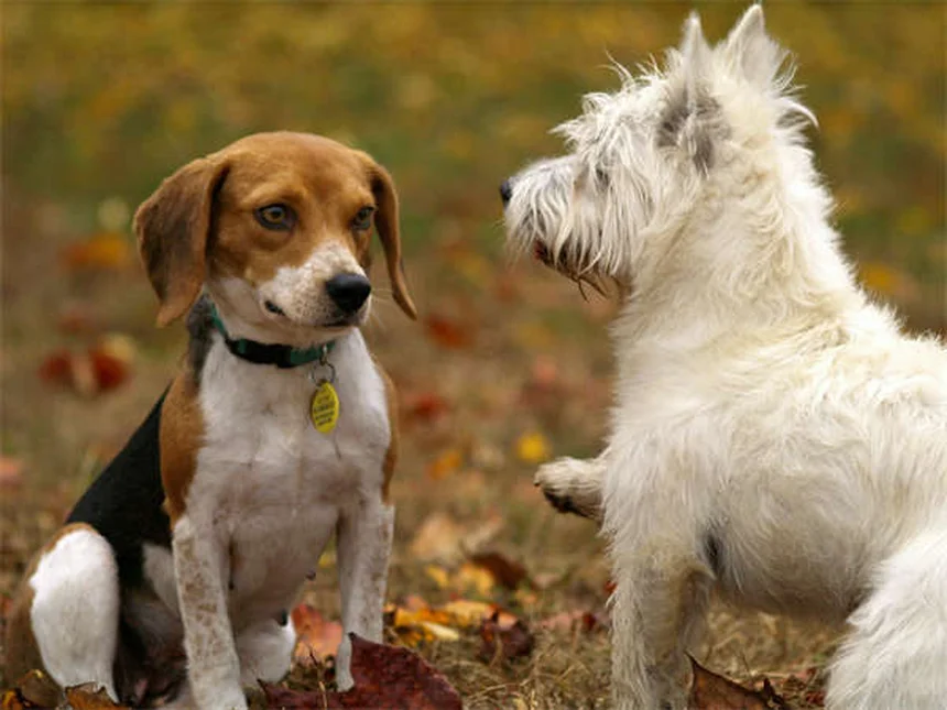犬にメラトニンを与えても大丈夫？安全な使い方と効果を徹底解説