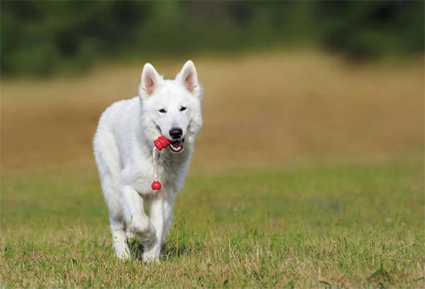 犬用ノミ取り櫛は本当に必要？獣医師も使う正しい使い方と選び方のコツ