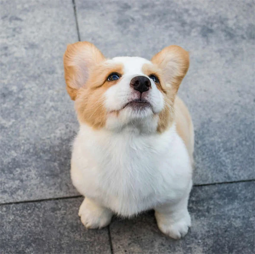 猫や犬の便秘にラクツロース、飼い主さんが知っておきたい5つのポイント