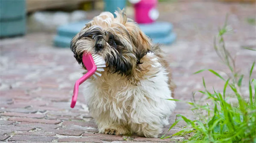 猫や犬の便秘にラクツロース、飼い主さんが知っておきたい5つのポイント