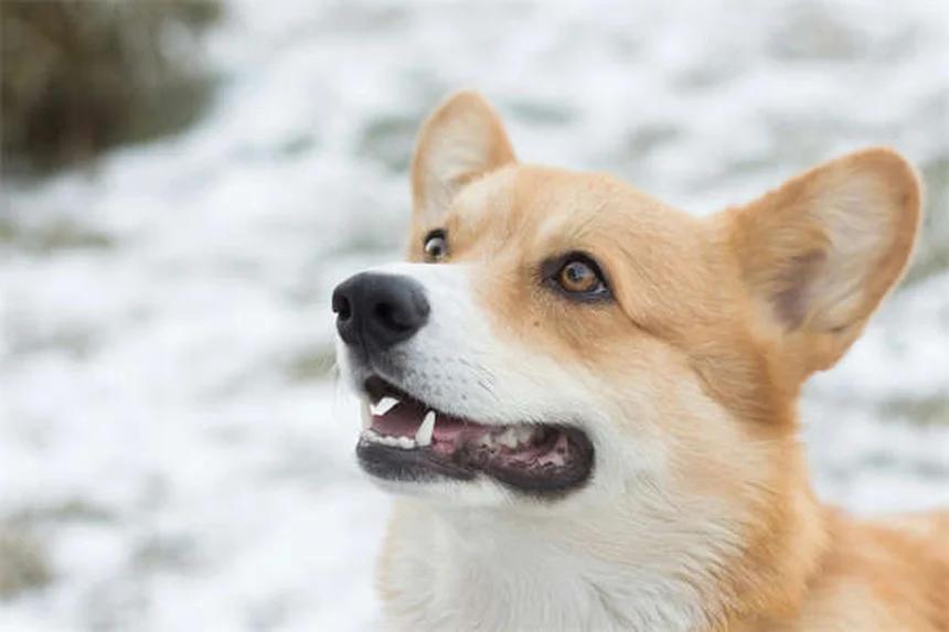 Morabの性格と飼い方のコツを初心者向けに解説