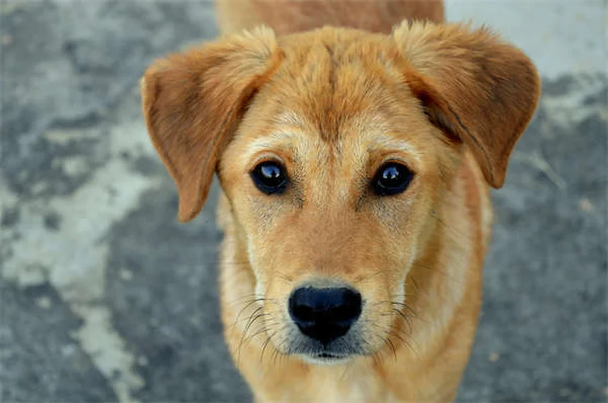 犬のしつけで命を守る！4つの基本コマンドと簡単トレーニング方法