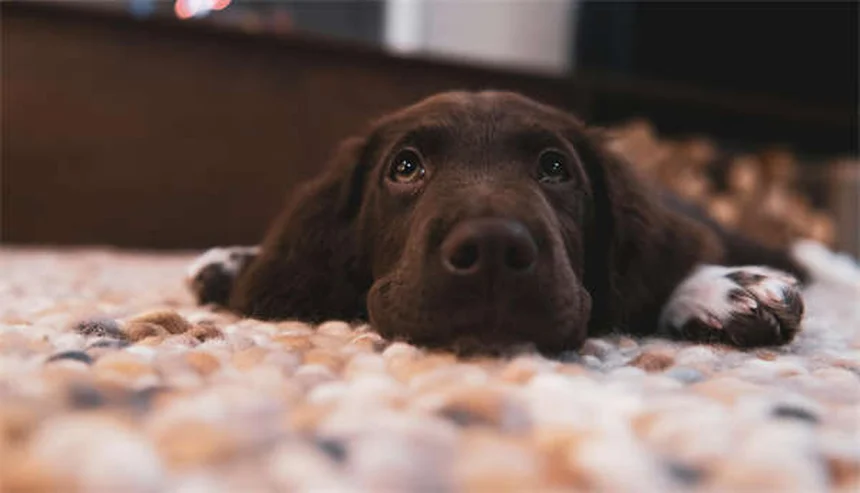 犬のしつけで命を守る！4つの基本コマンドと簡単トレーニング方法