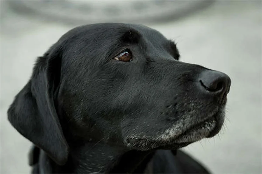 子犬の歯がえを乗り切る！実践した4つのケア方法