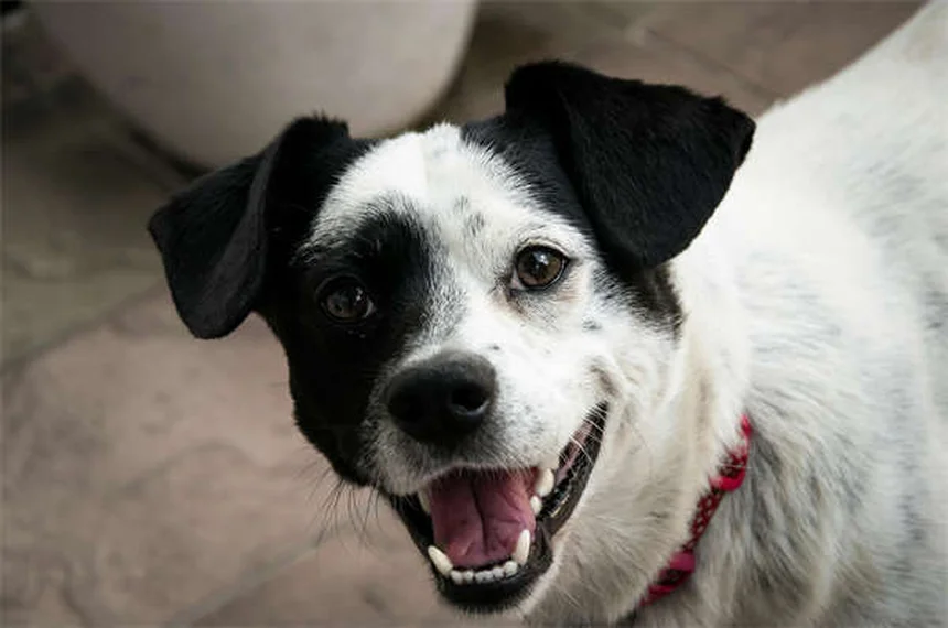 子犬の歯がえを乗り切る！実践した4つのケア方法