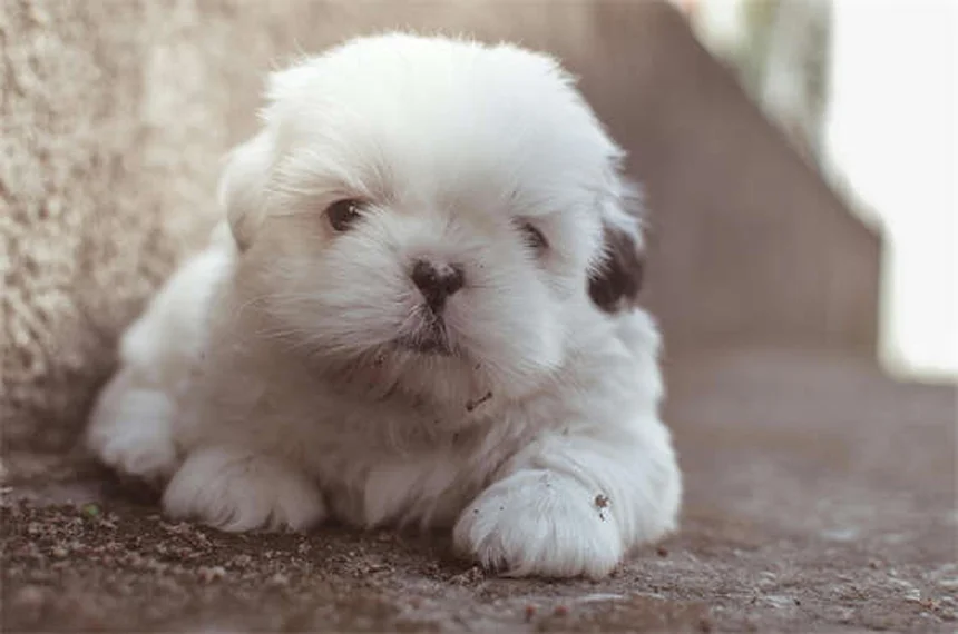 子犬の歯がえを乗り切る！実践した4つのケア方法