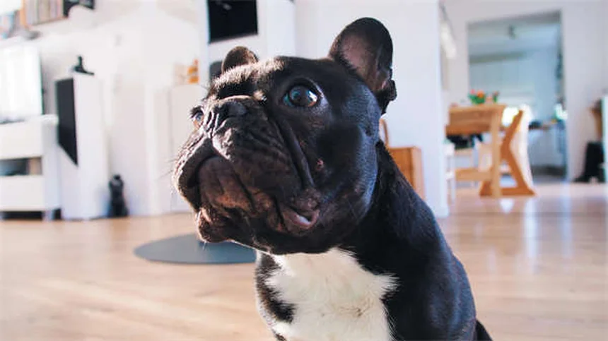 犬の薬をご飯に混ぜて砕いてもいい？正しい飲ませ方の全知識