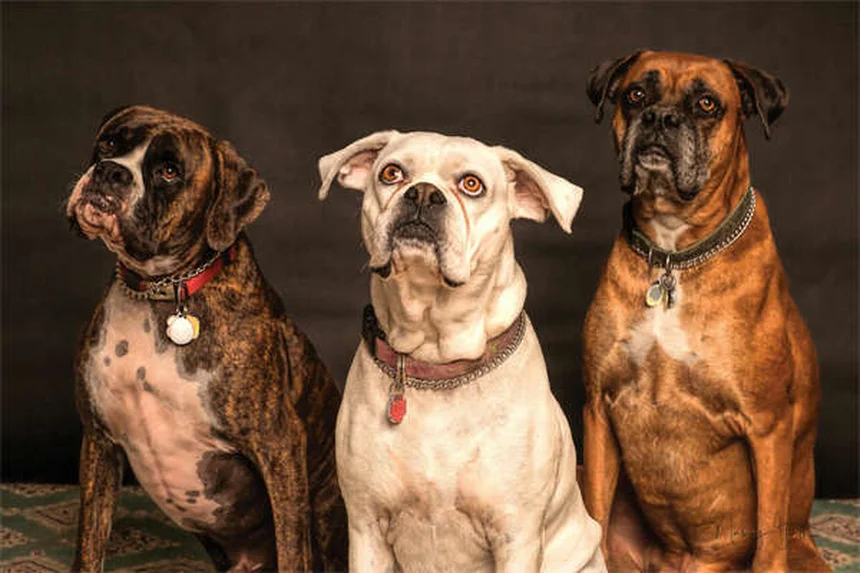 犬の避妊去勢手術後の回復キット6選｜知らないと後悔する準備のコツ