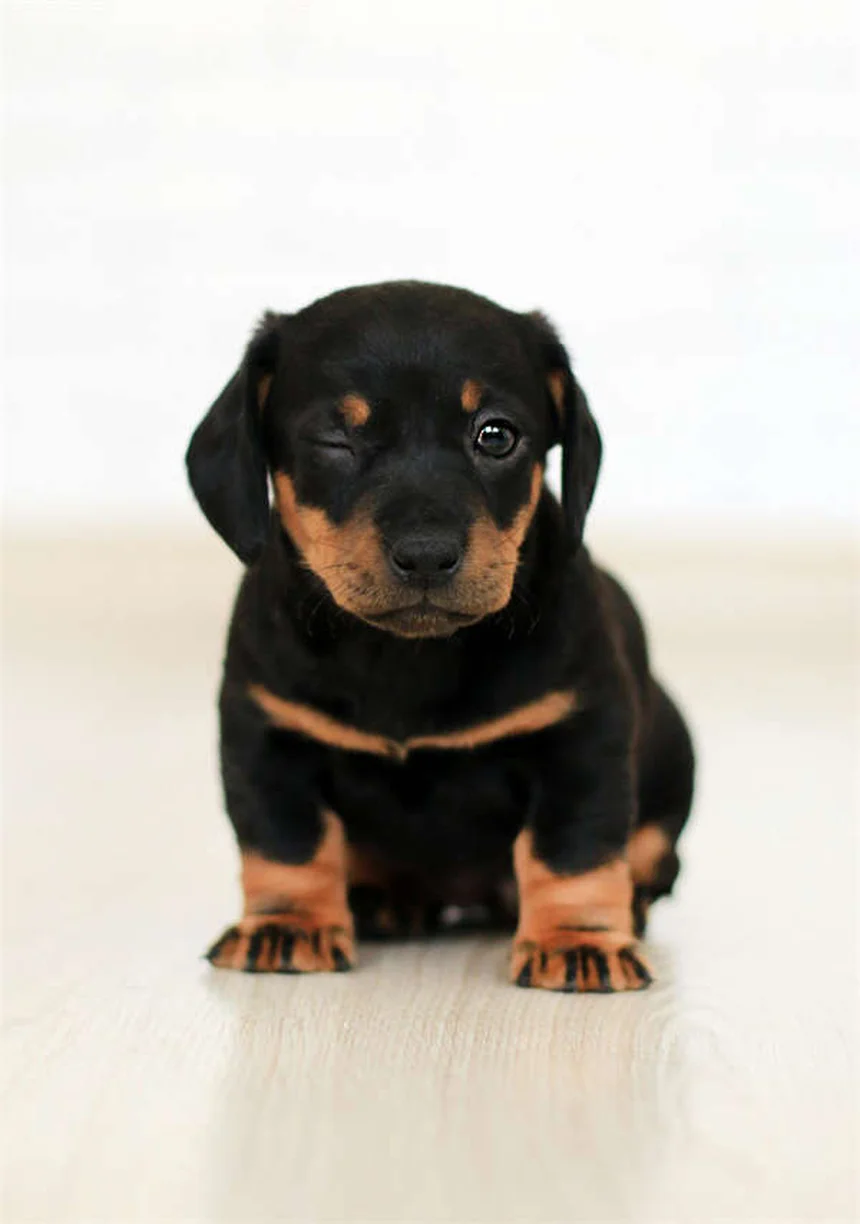 猫の感電事故を防ぐ！症状から予防まで完全ガイド