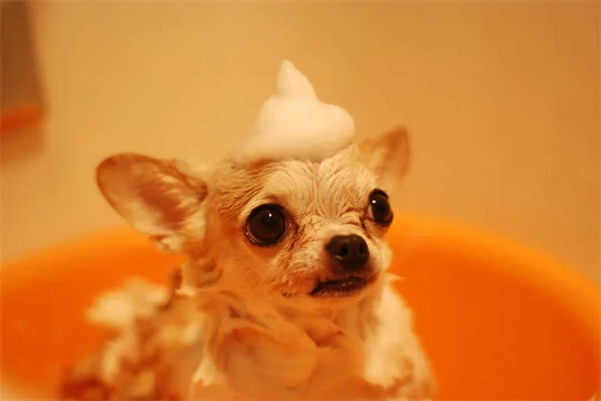 犬が特定の音を怖がる理由と対処法