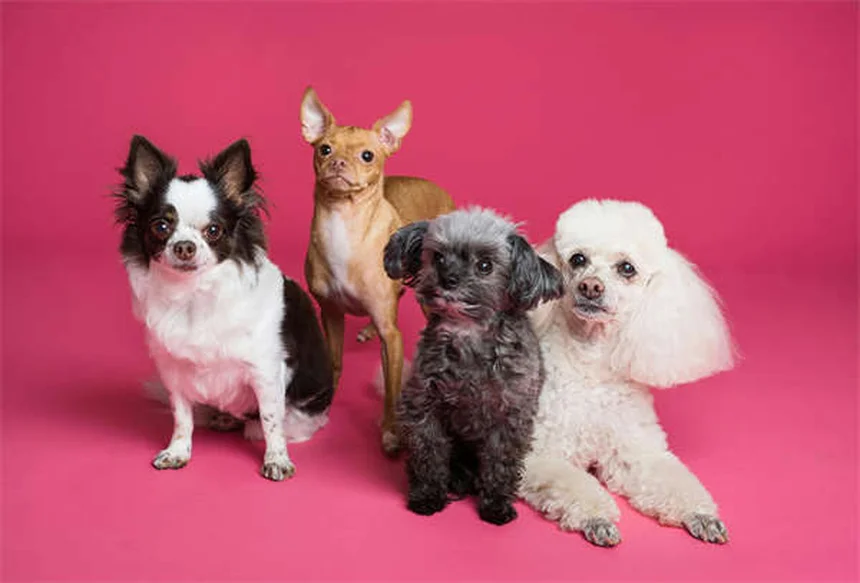 介助犬のエチケット、知らないと命に関わる5つの理由