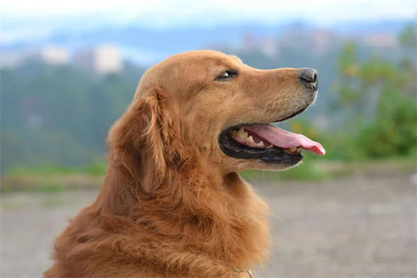 犬用セーター、必要な犬種・不要な犬種【見極め方】