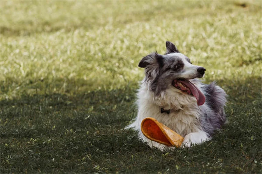 犬の食物アレルギーと不耐性の違い、症状と正しい見分け方を専門家が解説