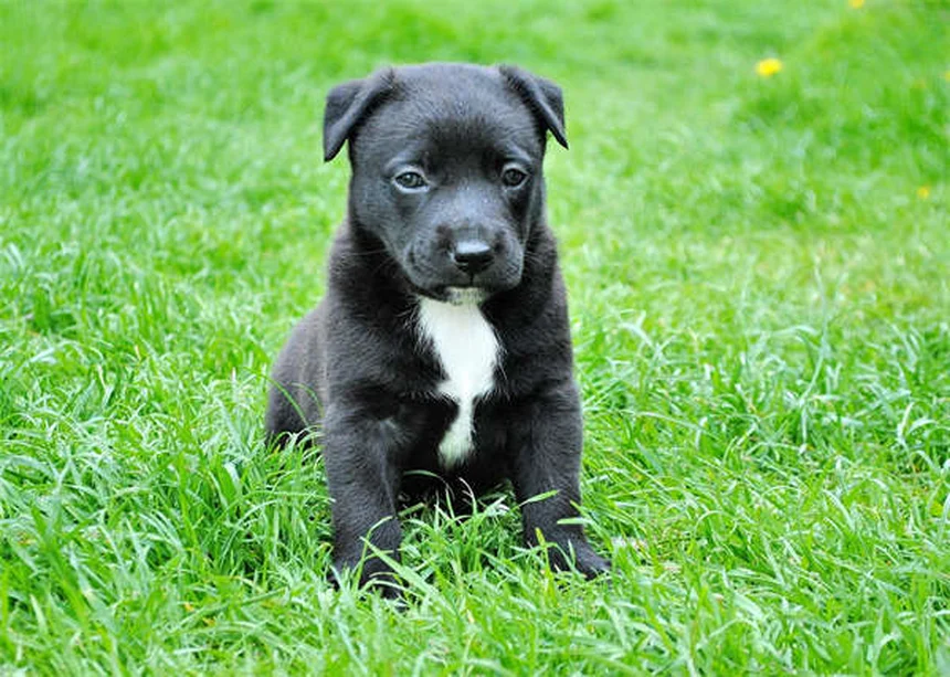 犬の食物アレルギーと不耐性の違い、症状と正しい見分け方を専門家が解説