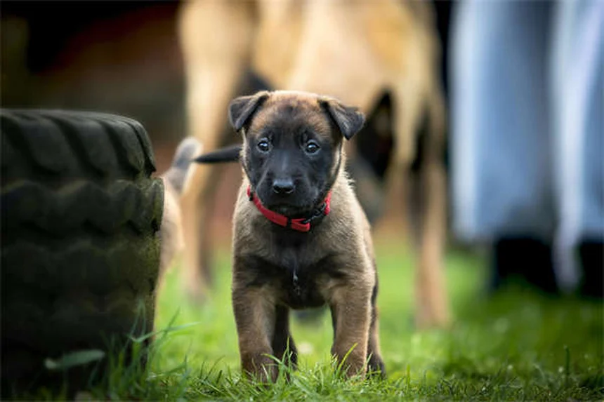 犬が他の動物とどう区別してる？研究が証明した意外な能力3選