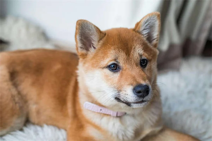 短頭種の犬にハーネスが必要な理由と選び方のコツ